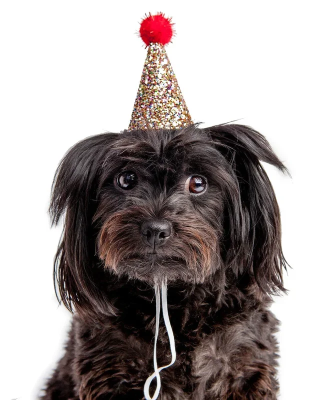 BUSTER’S PARTY SHOP | Confetti Glitter + Red Pom Pom Mini Party Hat