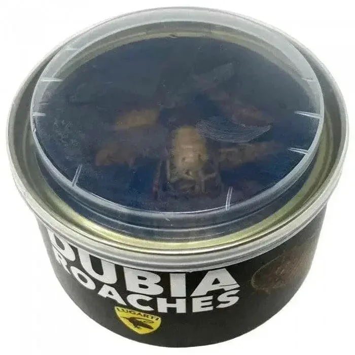 Canned Reptile Food Dubia Roaches