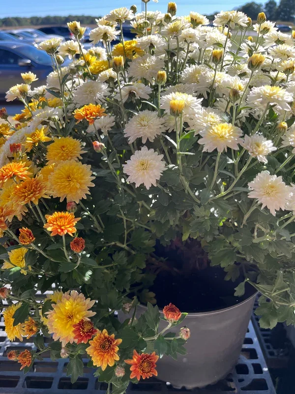 Discounted 12″ Mums