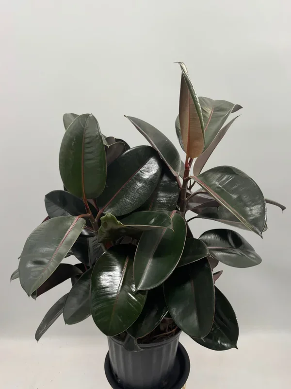 Ficus Elastica,Rubber Plant