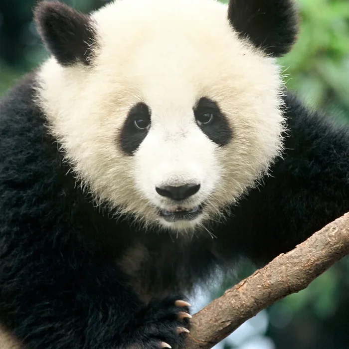 Giant panda digital adoption