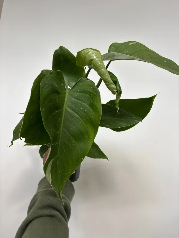 Philodendron White Wizard