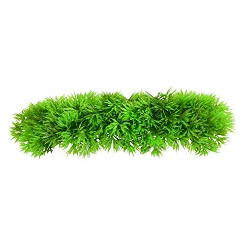 Underwater Treasures Green Star Fern